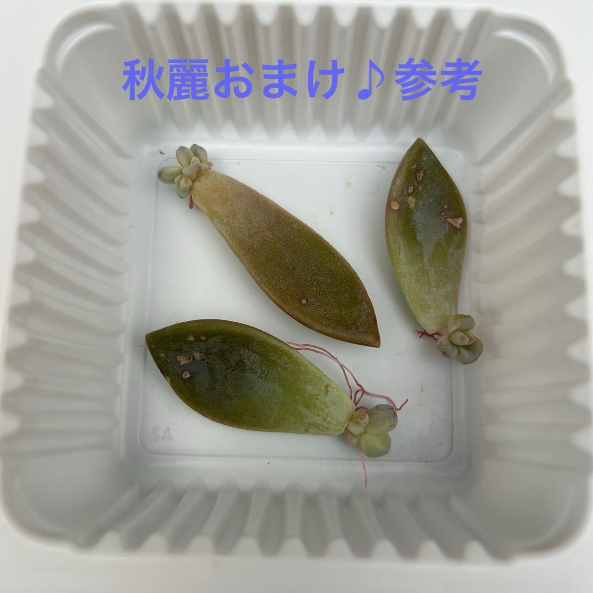 秋麗オマケ付！多肉植物 葉挿し★朧月おぼろづき５０枚★お試しにも！初心者さんにオススメ！！ 発芽 発根 趣味