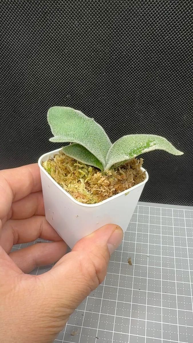 「特選」ビカクシダ P.willinckii Nook dwarf spore