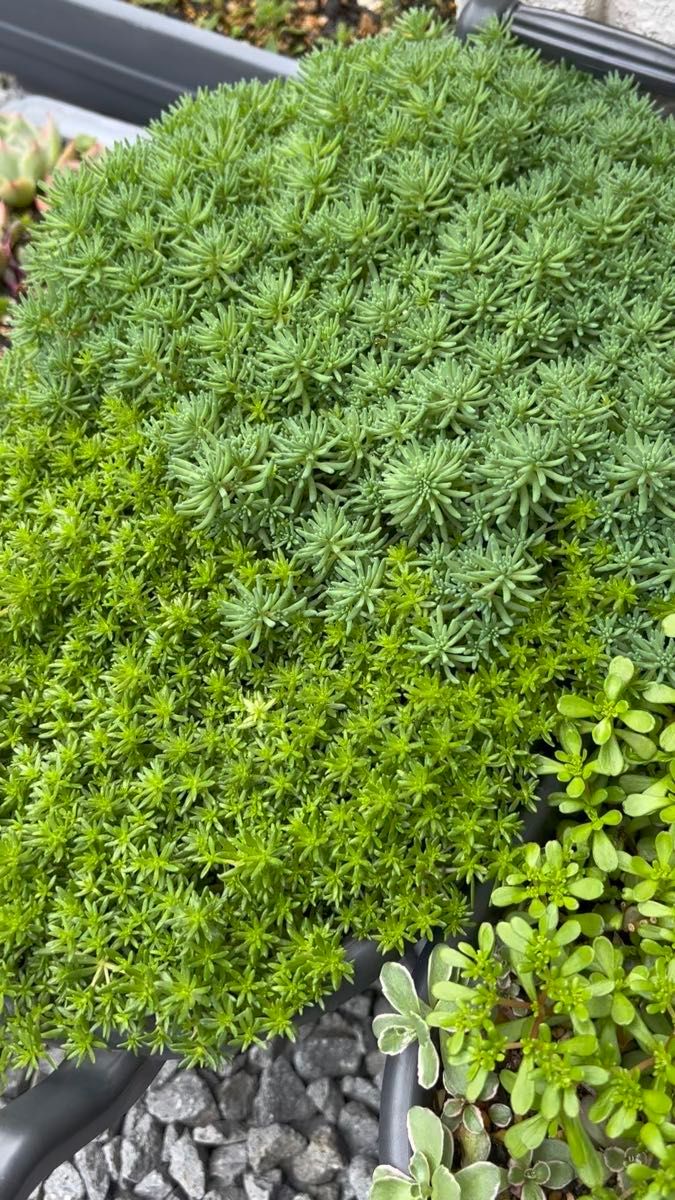 【セダムミックス5種 100カット】多肉植物、パリダム 、万年草、ドラゴンズブラッド、サルサヴェルデ、フクリンマンネングサ 各20