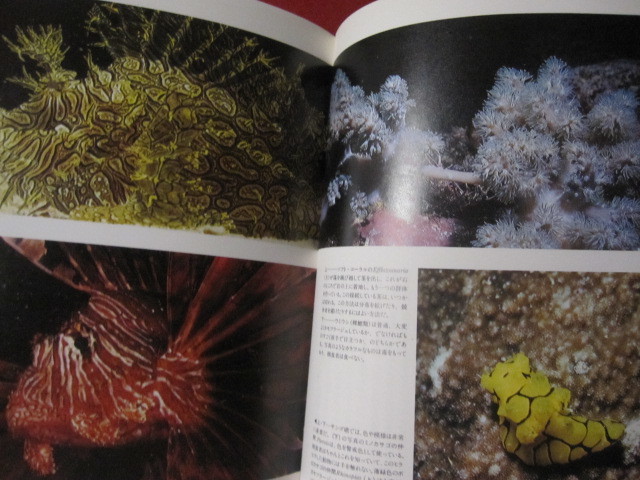 ☆サンゴ礁の自然誌　　サンゴ礁を知る決定版！！　　　【自然・海洋生物・環境】_画像7