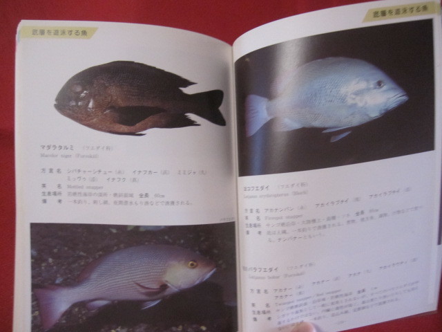 ヤフオク 方言でしらべる 沖縄の魚図鑑 沖縄 琉球 自