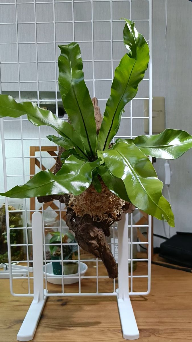 タニワタリ 流木付け