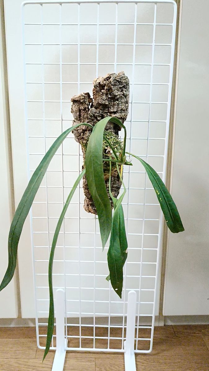 観葉植物 壁掛け仕様【アンスリウム ビッタリフォリウム】