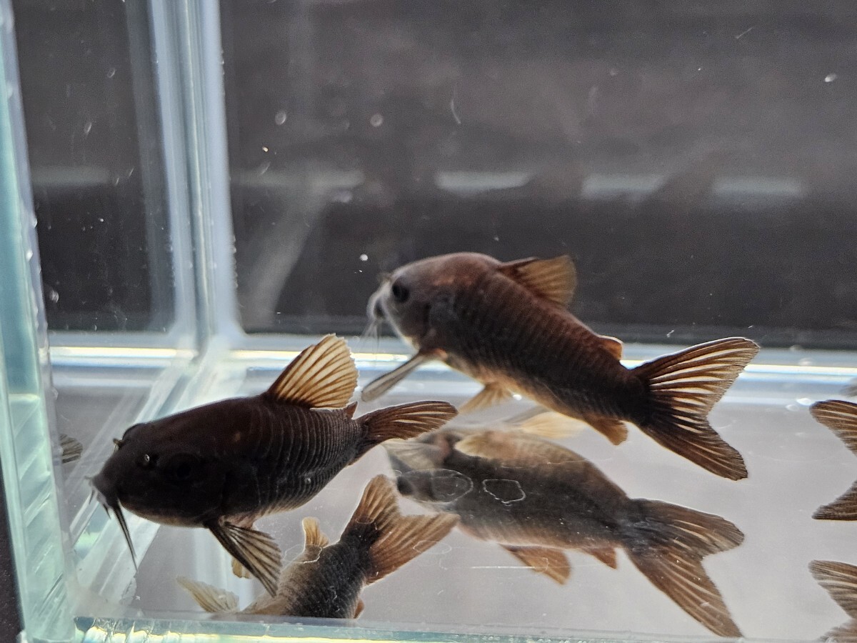 [benez.la черный ][4.0cm~4.3cm][5 шт ][ Кагосима префектура доставка по суше отправка ][ описание товара необходимо проверка ]
