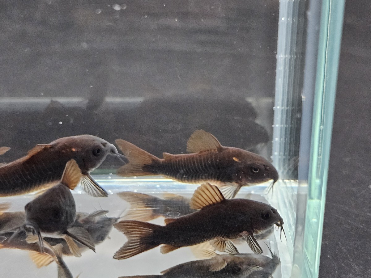 [benez.la черный ][4.0cm~4.3cm][5 шт ][ Кагосима префектура доставка по суше отправка ][ описание товара необходимо проверка ]