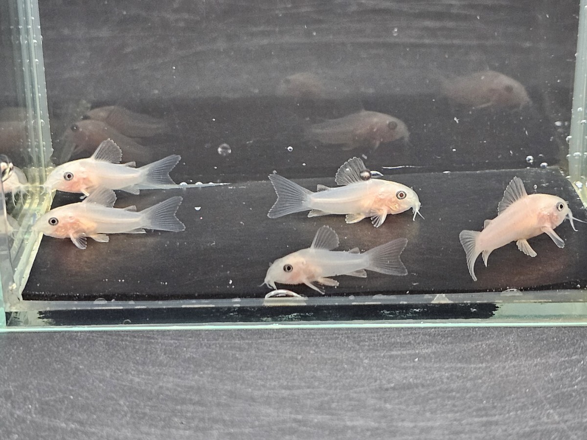 [ Corydoras золотой Panda ][2.8cm~3.2cm][5 шт ][ Кагосима префектура доставка по суше отправка ][ описание товара необходимо проверка ]