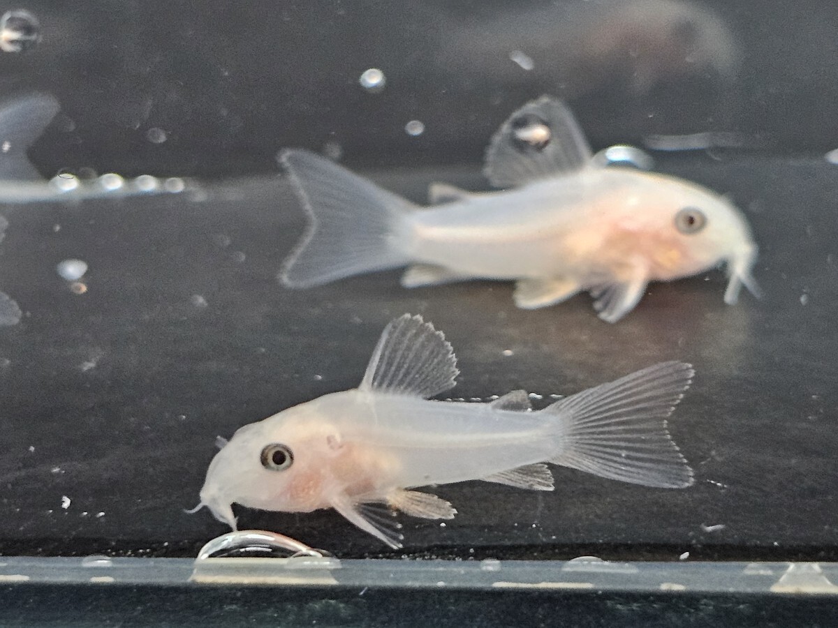 [ Corydoras золотой Panda ][2.8cm~3.2cm][5 шт ][ Кагосима префектура доставка по суше отправка ][ описание товара необходимо проверка ]