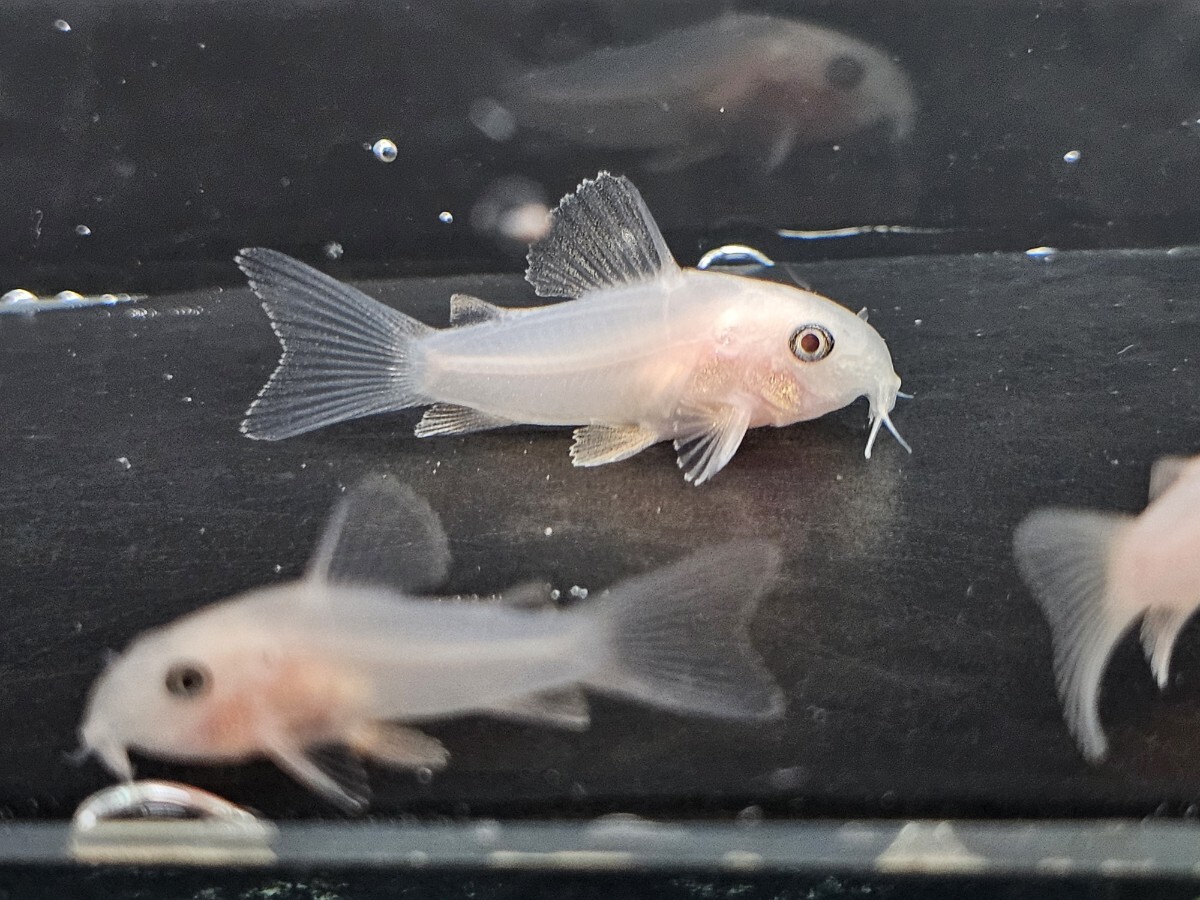 [ Corydoras золотой Panda ][2.8cm~3.2cm][5 шт ][ Кагосима префектура доставка по суше отправка ][ описание товара необходимо проверка ]