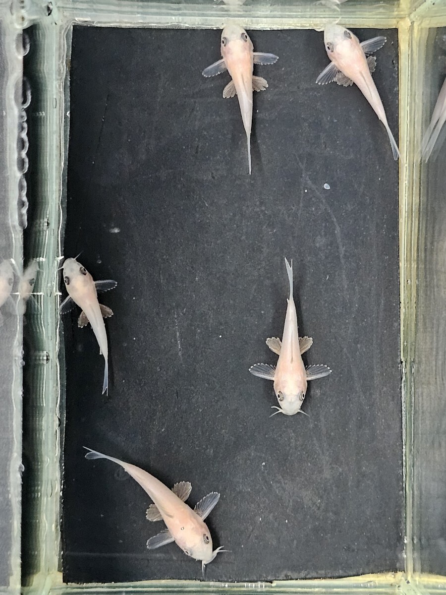 [ Corydoras золотой Panda ][2.8cm~3.2cm][5 шт ][ Кагосима префектура доставка по суше отправка ][ описание товара необходимо проверка ]