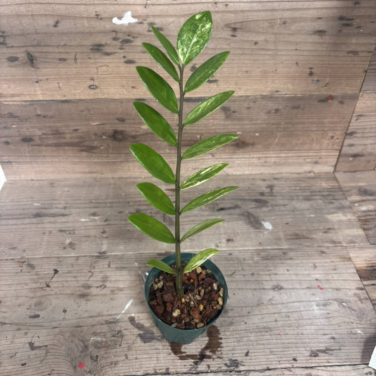 ちょい珍 斑入りザミオクルカス ザミフォーリア Zamioculcas Zamiifolia Variegated＃モンステラフィロデンロンアンスリウムザミフォリア