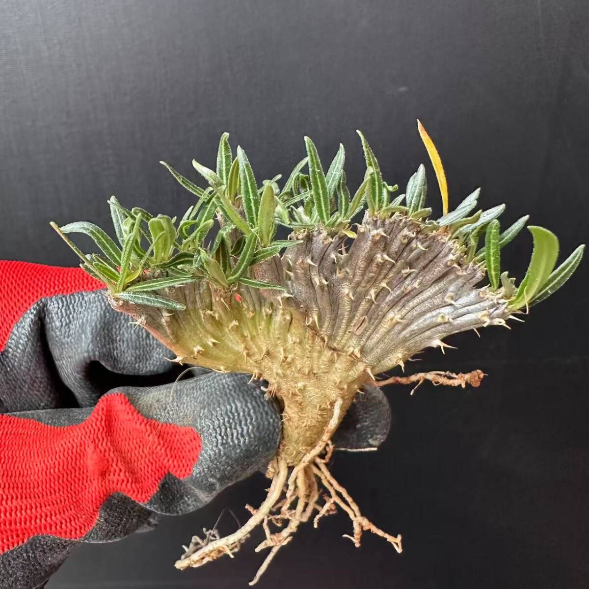 TWO-23. корень растения кактус суккулентное растение pakipotiumgla сверло s..seedling Pachypodium gracilius