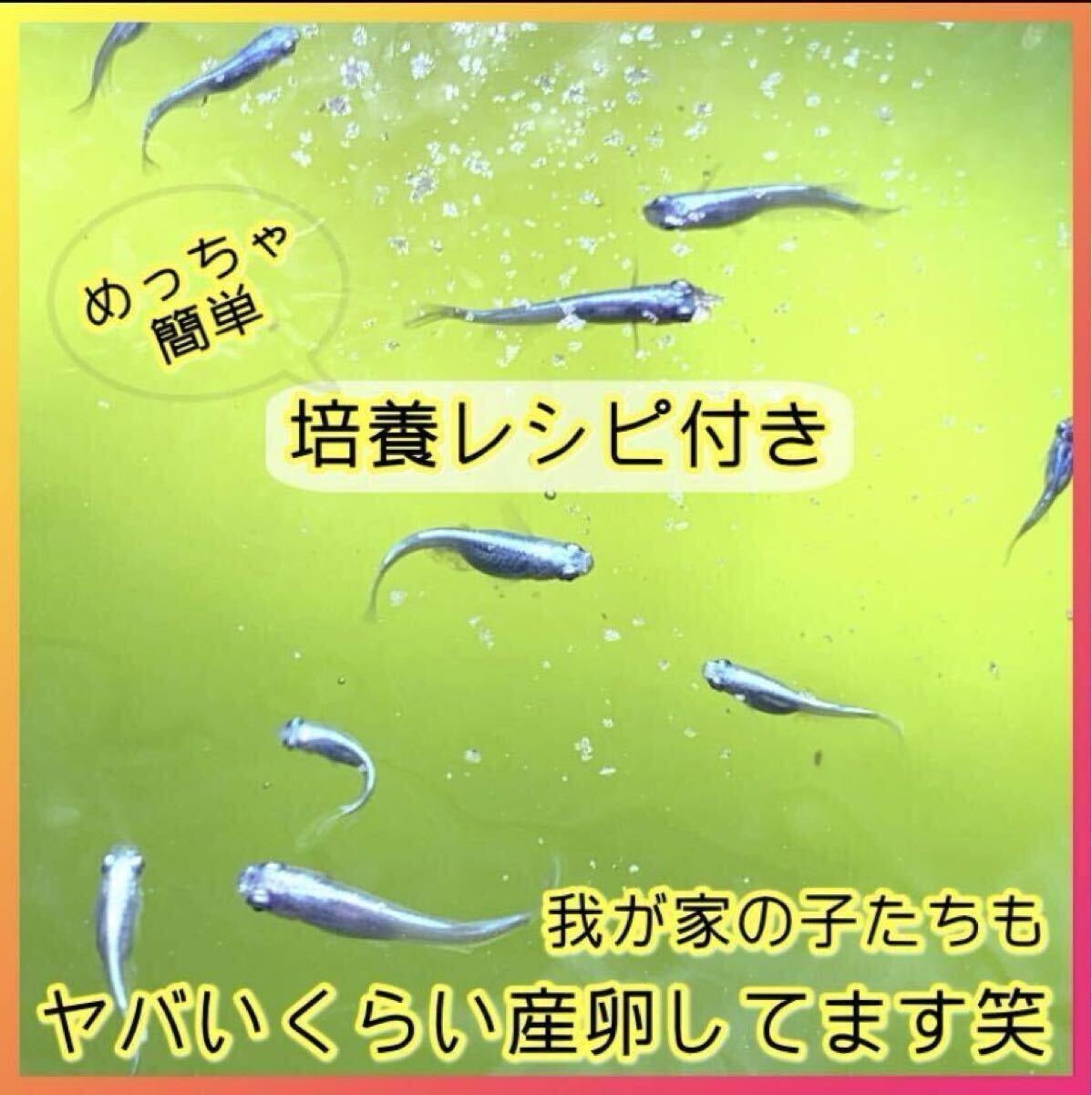 ガチ濃い→培養(yǎng)酵母10錠付！PSB(光合成細(xì)菌) 500ml入り