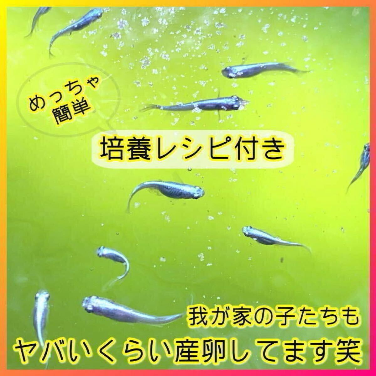 お試し超SALE 100ml→PSB50Lに !自分でふやしてPSBをたっぷり使う濃縮光合成細(xì)菌の培養(yǎng)餌料培基（検索用：針子エサ,20L,18L,素,培養(yǎng)液。