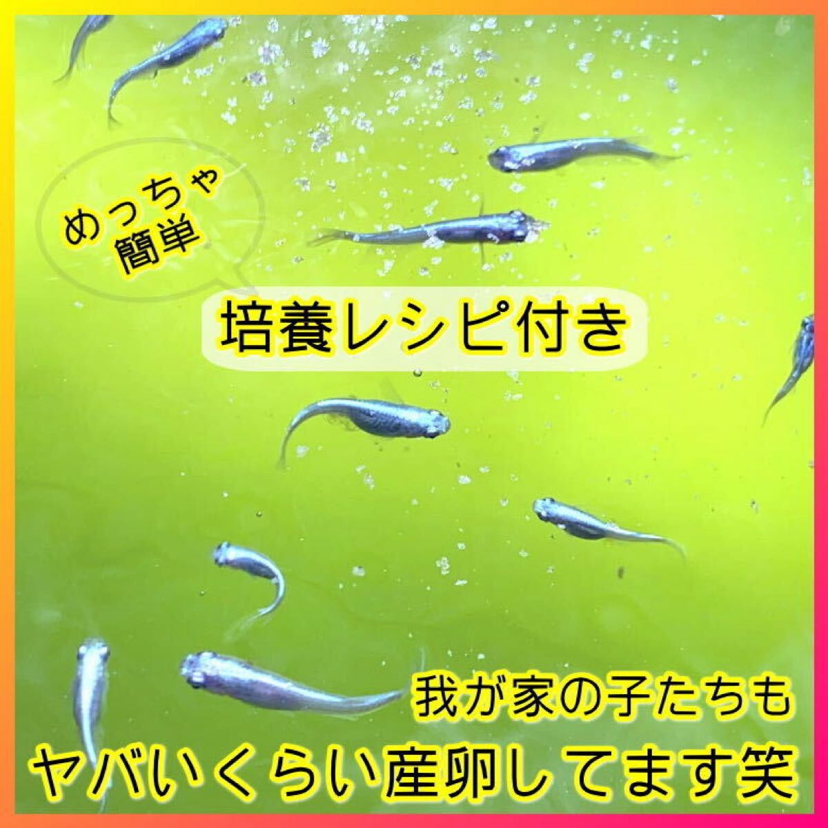 みんなが選ぶ素500ml → PSB200L分 ★ 自分でふやしてPSBをたっぷり使う濃縮光合成細菌の培養(yǎng)餌料培基（検索用：業(yè)務用,20L,18L感染癥対策