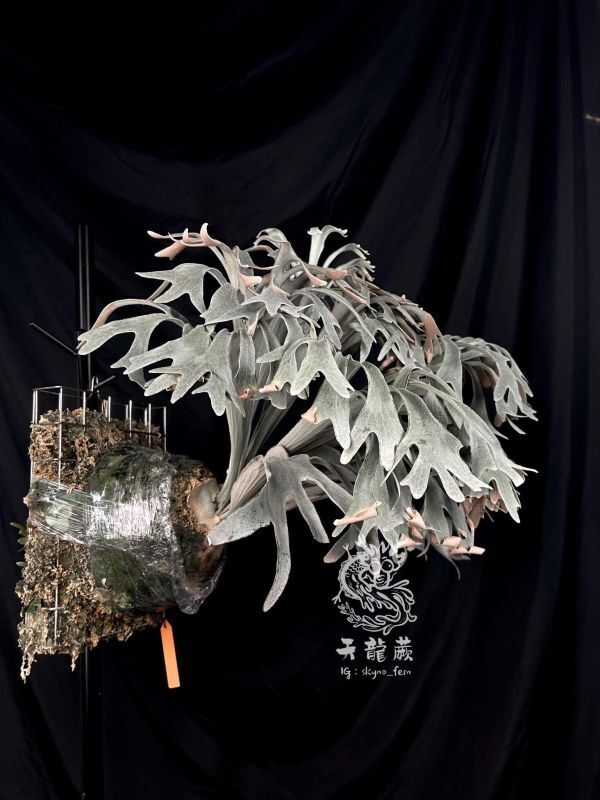 け*た様 ビカクシダ X-626(スティッチ) Frontier Plants】【現品】ビカクシダ・X-626 スティッチ P. X