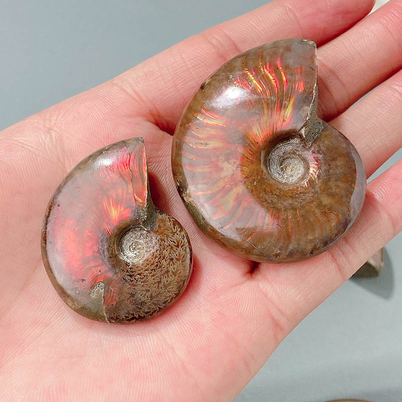 上質天然 虹色 アンモナイト アンモライト 40-50mm ファセット マダガスカル カタツムリ 化石 収集 標本 鉱物 石巻き 貝_画像5