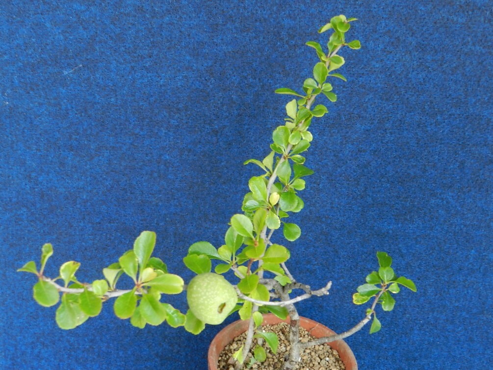 実付き [白花長壽梅](姫性ボケ)　D?珍品?花木?山野草?小品盆栽