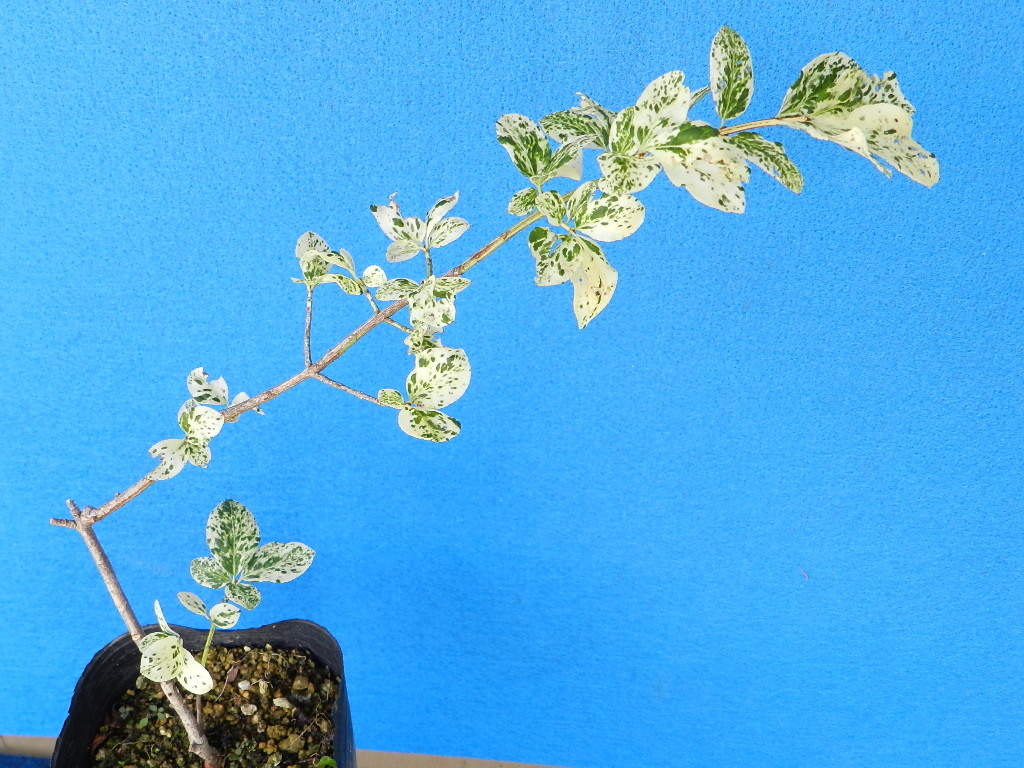斑入(白散)　コマユミ　?珍品?花木?山野草