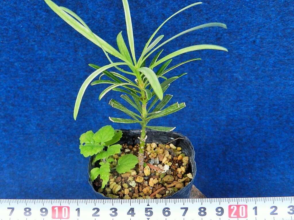 斑入(白散)イヌマキ[翁 槙]　B?珍品?花木?山野草