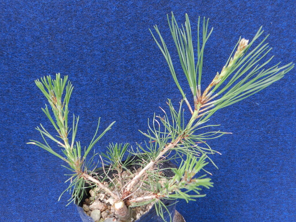 三葉性 赤松[飛騨三葉性]　?珍品?花木?山野草
