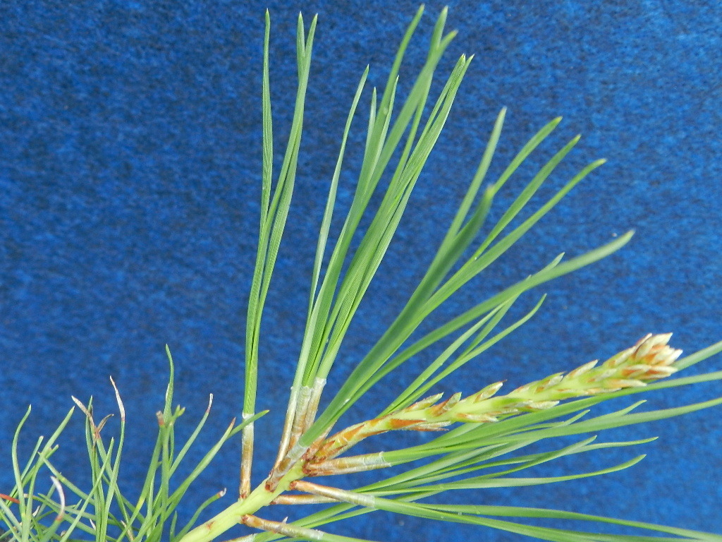 三葉性 赤松[飛騨三葉性]　?珍品?花木?山野草