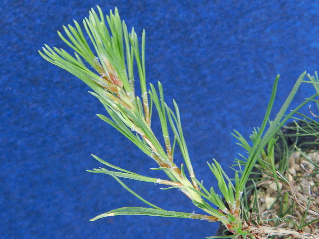 三葉性 赤松[飛騨三葉性]　?珍品?花木?山野草