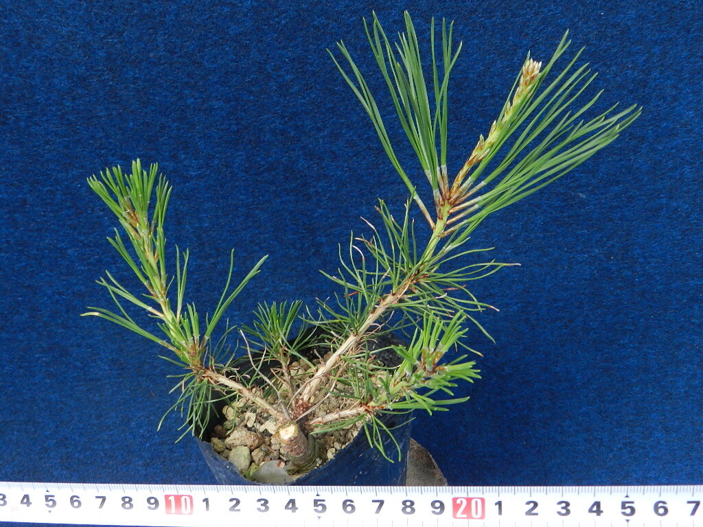 三葉性 赤松[飛騨三葉性]　?珍品?花木?山野草