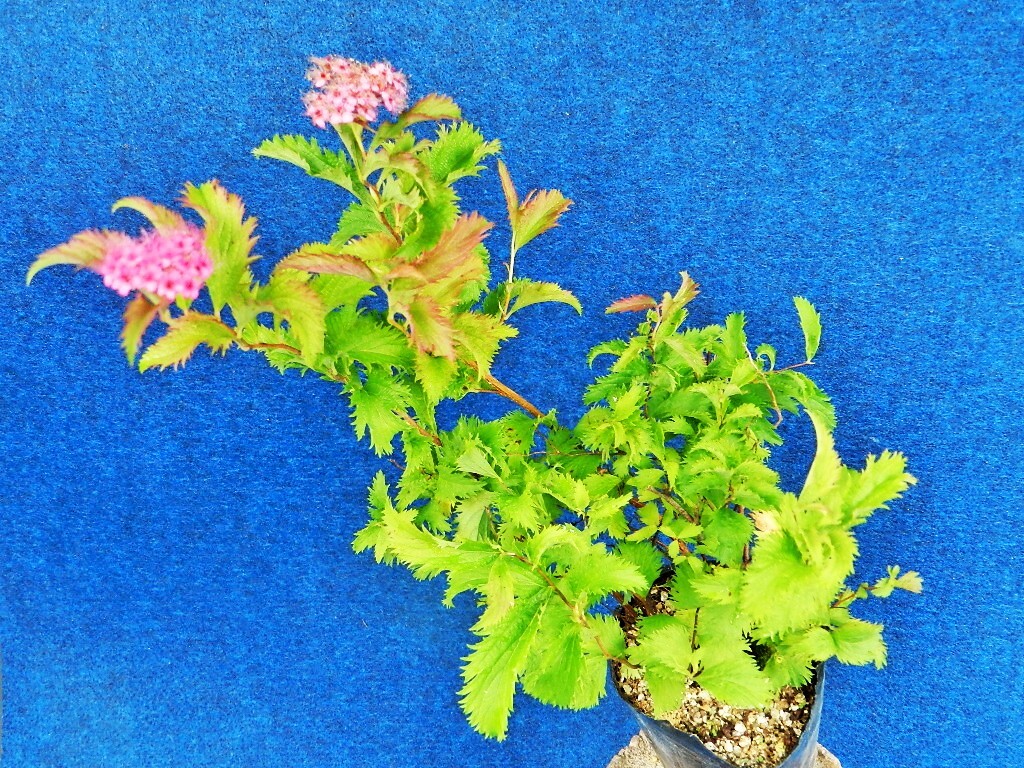 フギレ葉 シモツケ　[孔雀下野(クジャクシモツケ)]　A?珍品?花木?山野草