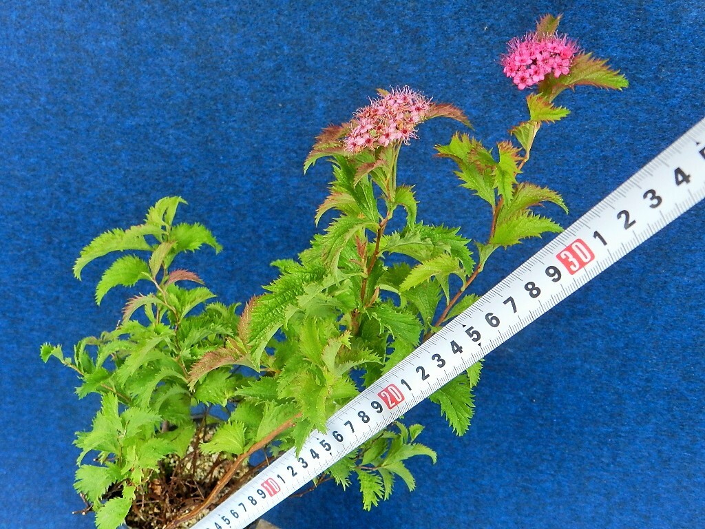 フギレ葉 シモツケ　[孔雀下野(クジャクシモツケ)]　A?珍品?花木?山野草