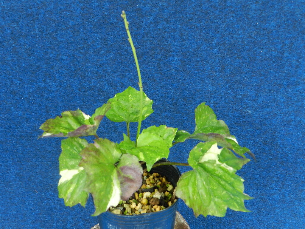 斑入(散掃込)　モミジハグマ　C?珍品?花木?山野草