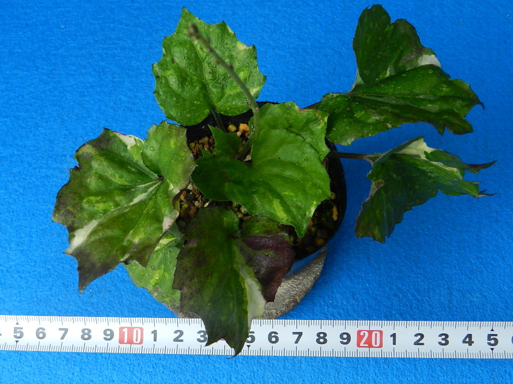斑入(散掃込)　モミジハグマ　C?珍品?花木?山野草