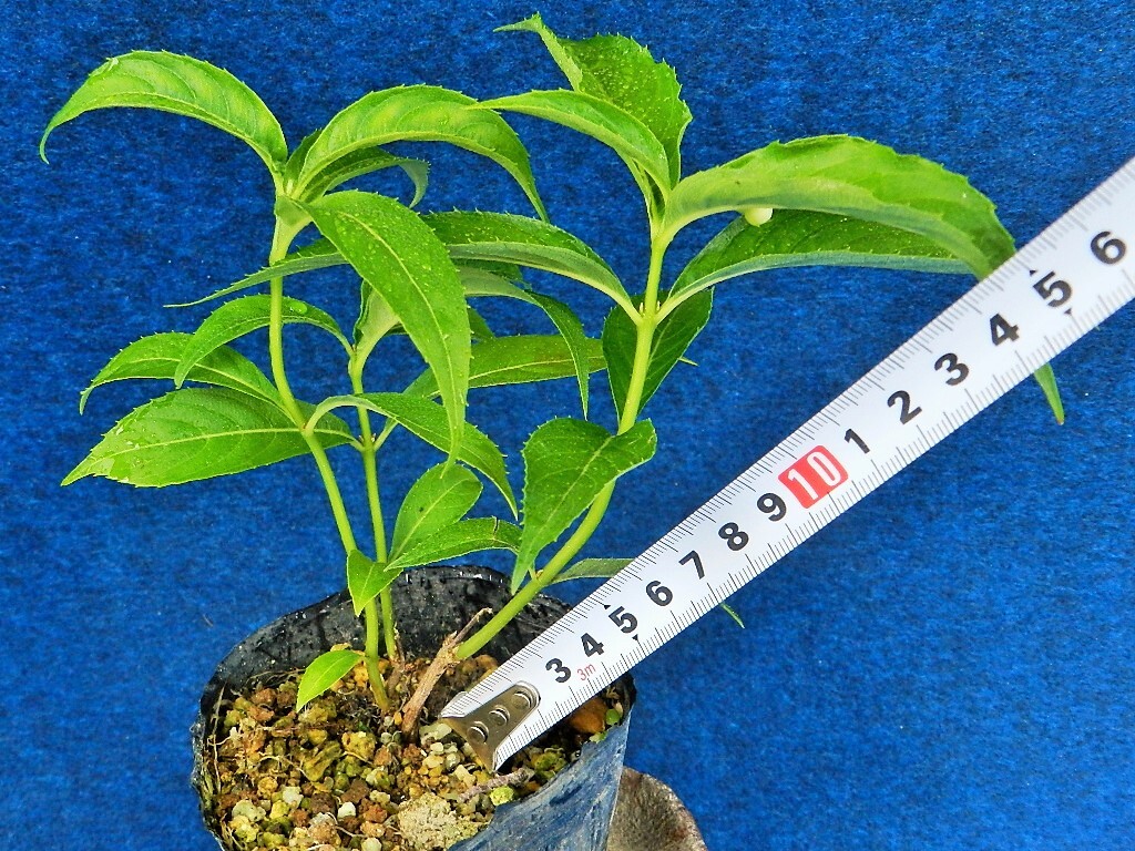 青軸.素心(純白花)　梅花アマチャ [加江田の白]　B ?珍品?花木?山野草?お茶花