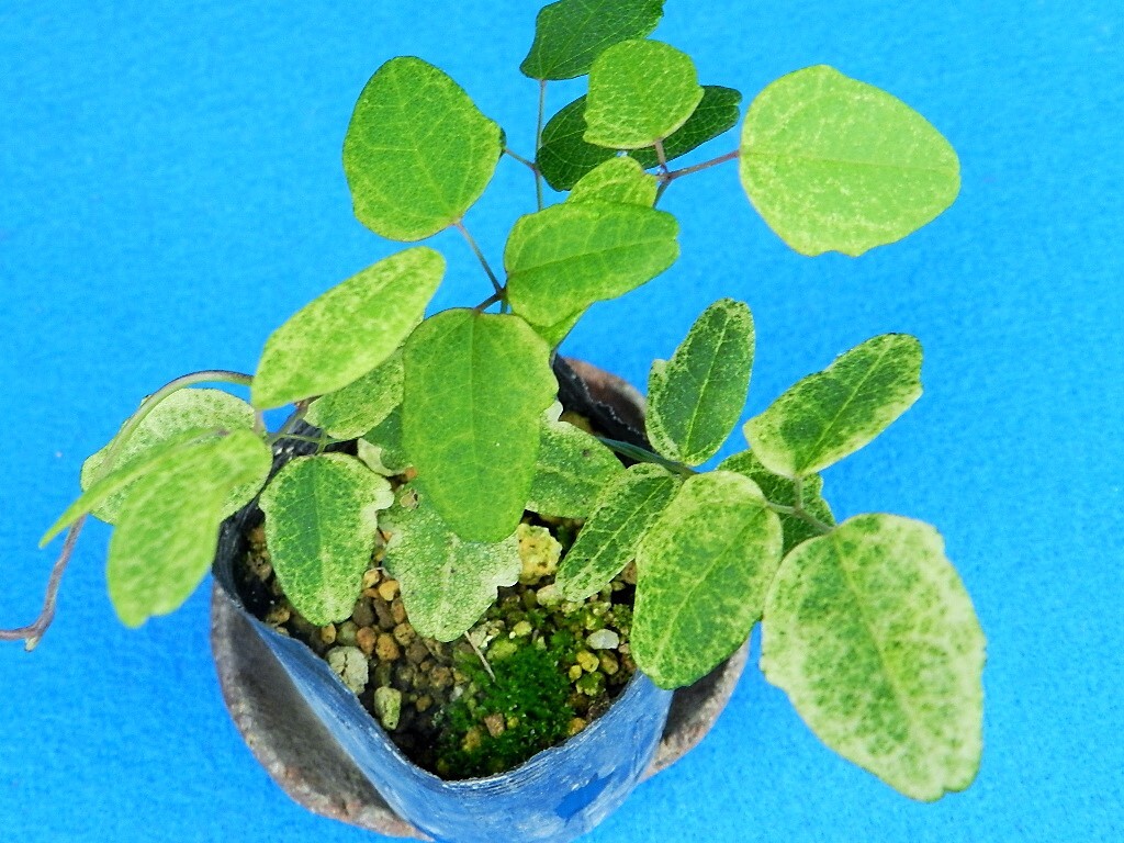 斑入(白散)　三ツ葉アケビ　C?珍品?花木?山野草