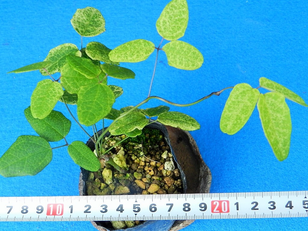 斑入(白散)　三ツ葉アケビ　C?珍品?花木?山野草