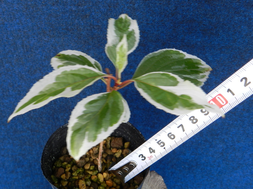斑入(雪白覆輪)　クロヅル　?珍品?花木?山野草