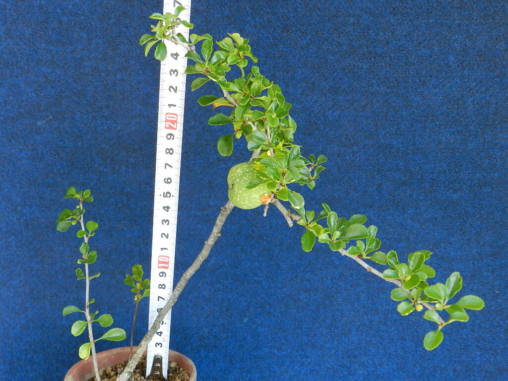 実付き [白花長壽梅](姫性ボケ)　C?珍品?花木?山野草?小品盆栽