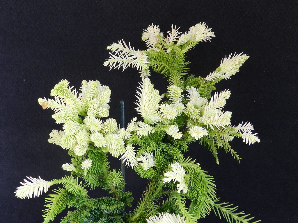 斑入(白曙.綴化)鶏冠杉?。?珍品?花木?山野草
