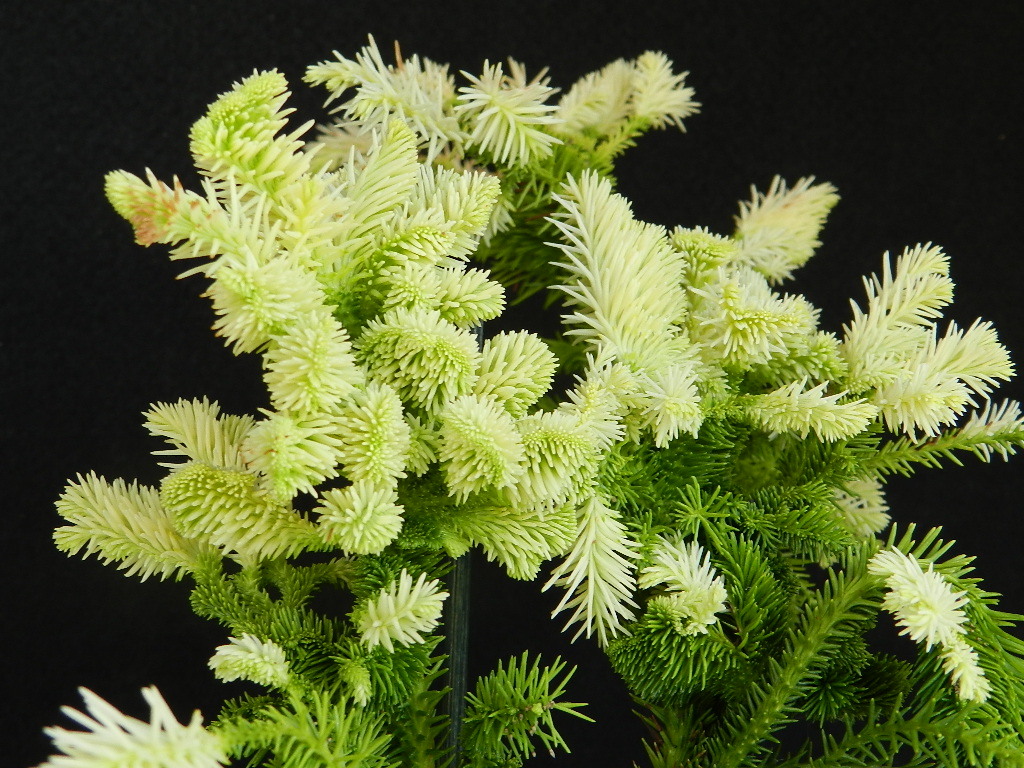斑入(白曙.綴化)鶏冠杉　Ａ?珍品?花木?山野草