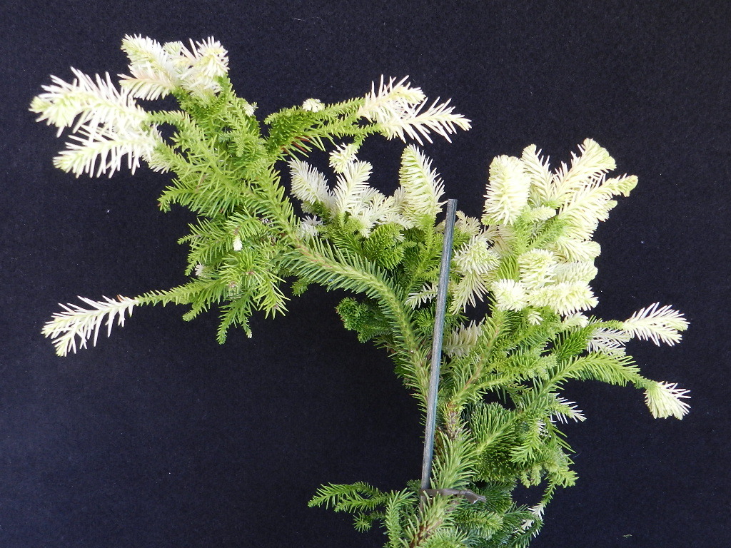 斑入(白曙.綴化)鶏冠杉?。?珍品?花木?山野草