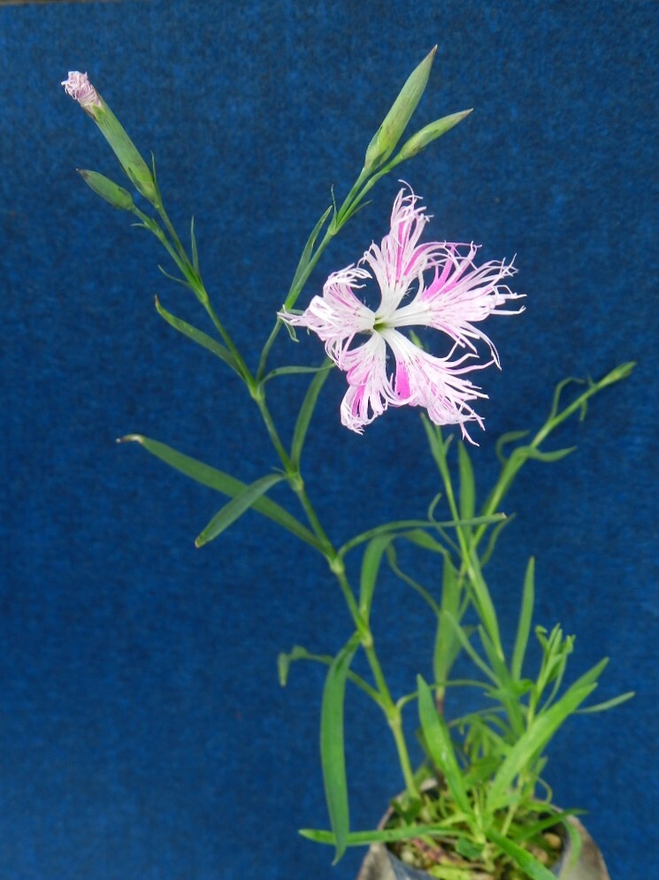 絞り咲 カワラナデシコ　?珍品?花木?山野草