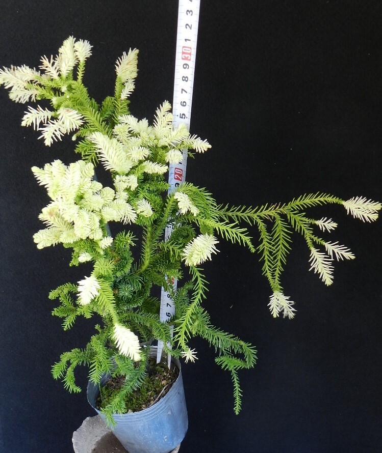 斑入(白曙.綴化)鶏冠杉?。?珍品?花木?山野草