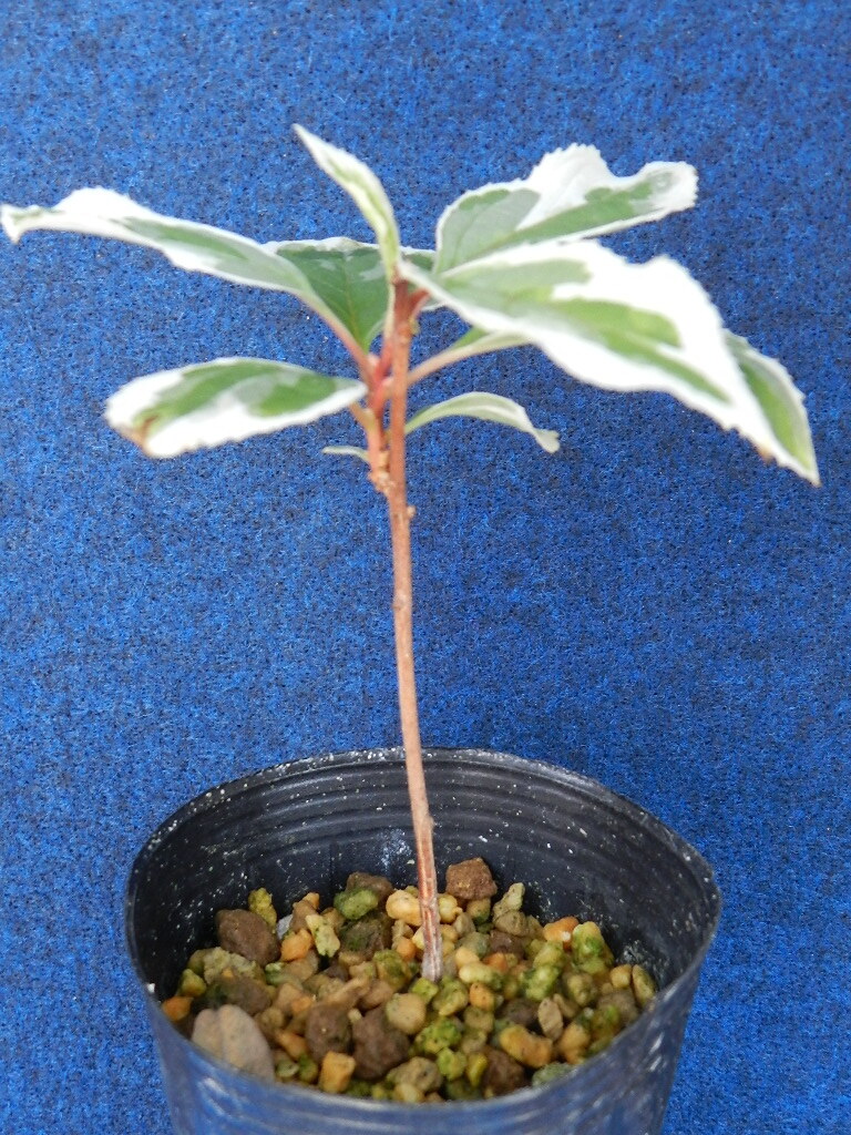 斑入(雪白覆輪)　クロヅル　?珍品?花木?山野草