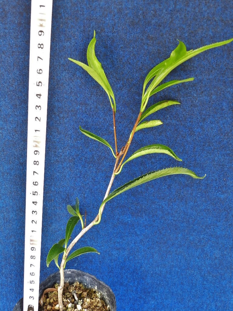 極細(xì)葉 ツバキ[つくばね]　?珍品?花木?山野草