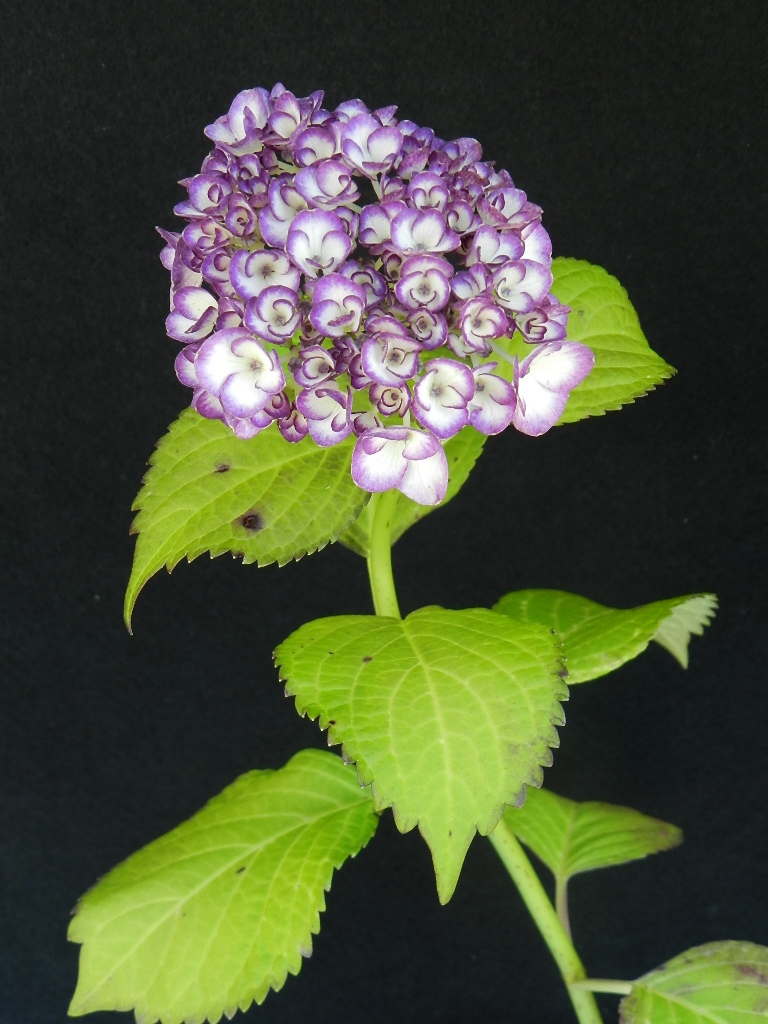 覆輪花 アジサイ[紫式部]　C?珍品?花木?山野草