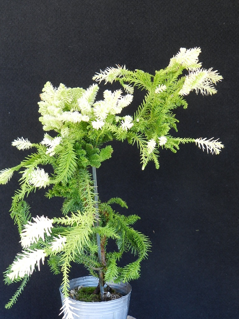 斑入(白曙.綴化)鶏冠杉　Ａ?珍品?花木?山野草