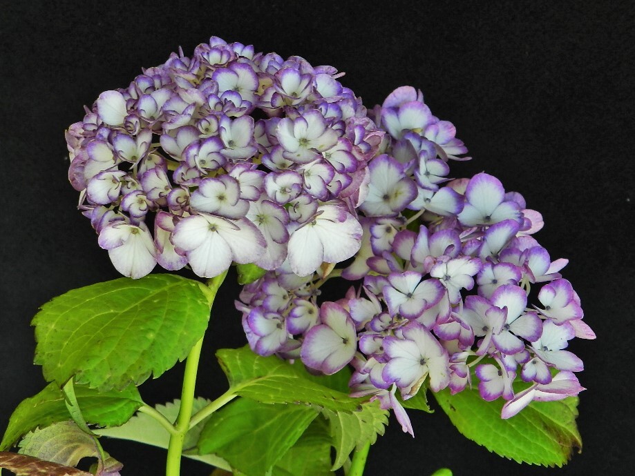 覆輪花 アジサイ[紫式部]　C?珍品?花木?山野草