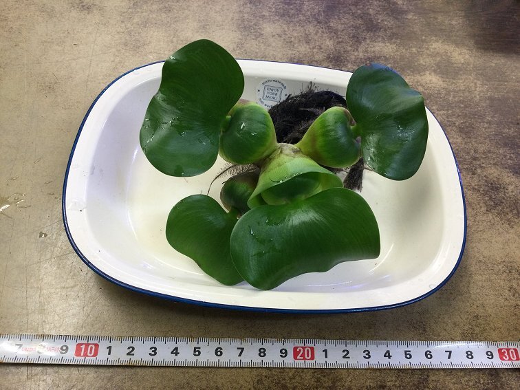 ☆即買いOK！ 國産 無農(nóng)薬 ホテイアオイ １株 メダカの産卵床に！