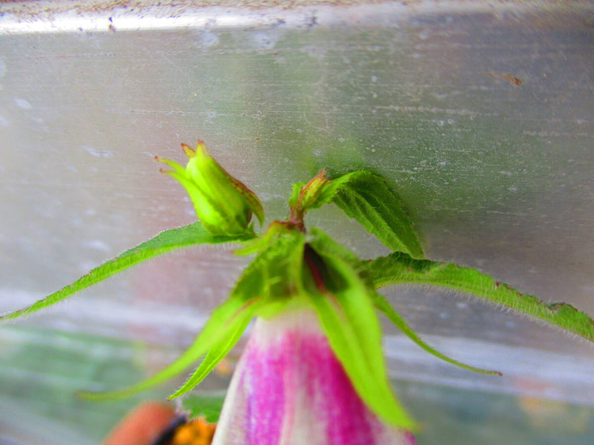 山野草　　紅白　縞花　ホタルブクロ 　　　蛍袋