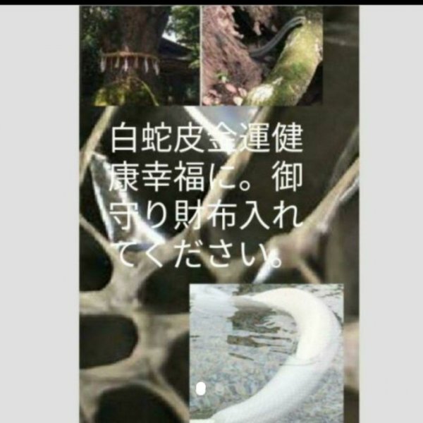金運(yùn)白蛇皮艶加工強(qiáng)運(yùn)お守り　白蛇の皮いり持つだけ神社　金運(yùn)　良縁効果！！　小さいので便利売れてます??！