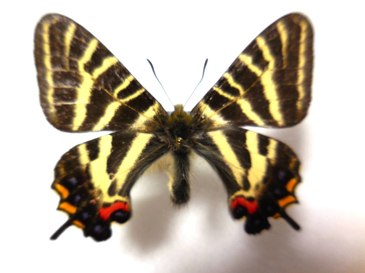 ギフチョウ（山梨県道志村）♂